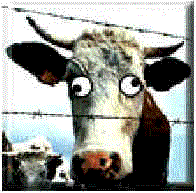 moocow.gif